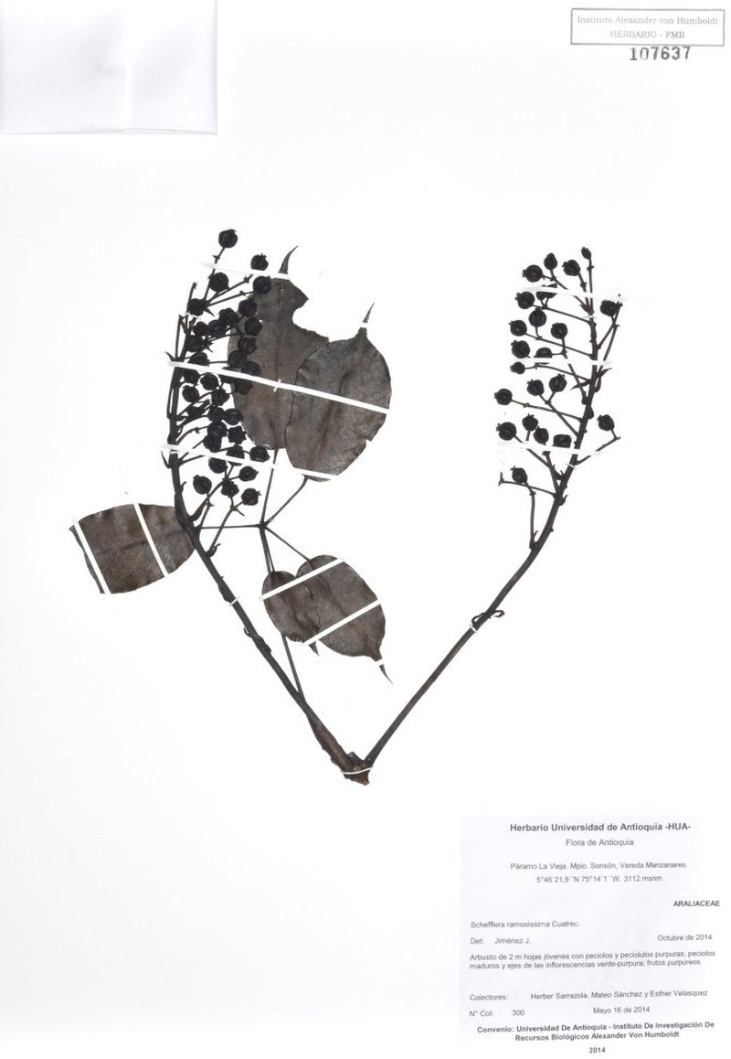Sciodaphyllum ramosissimum photo 2