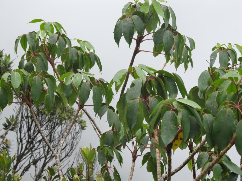 Sciodaphyllum ramosissimum photo 3