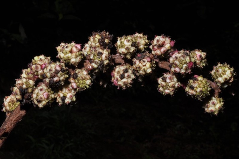 Sciodaphyllum recaldeorum