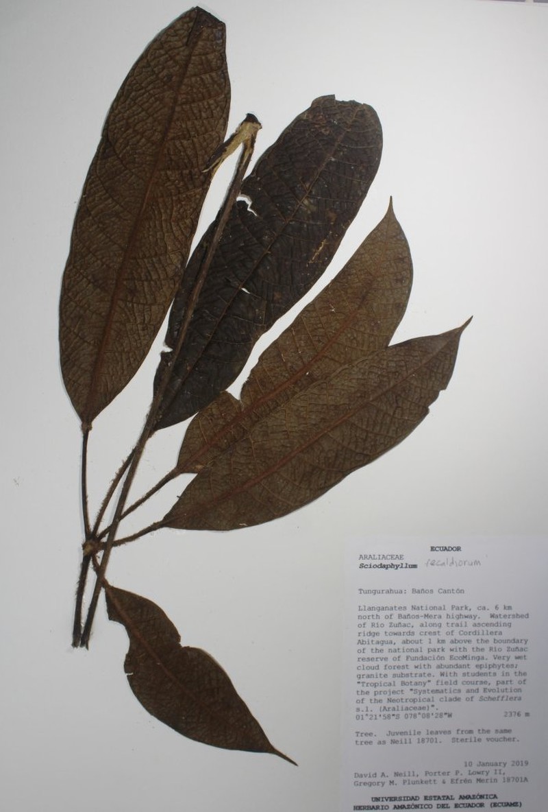 Sciodaphyllum recaldeorum photo 2