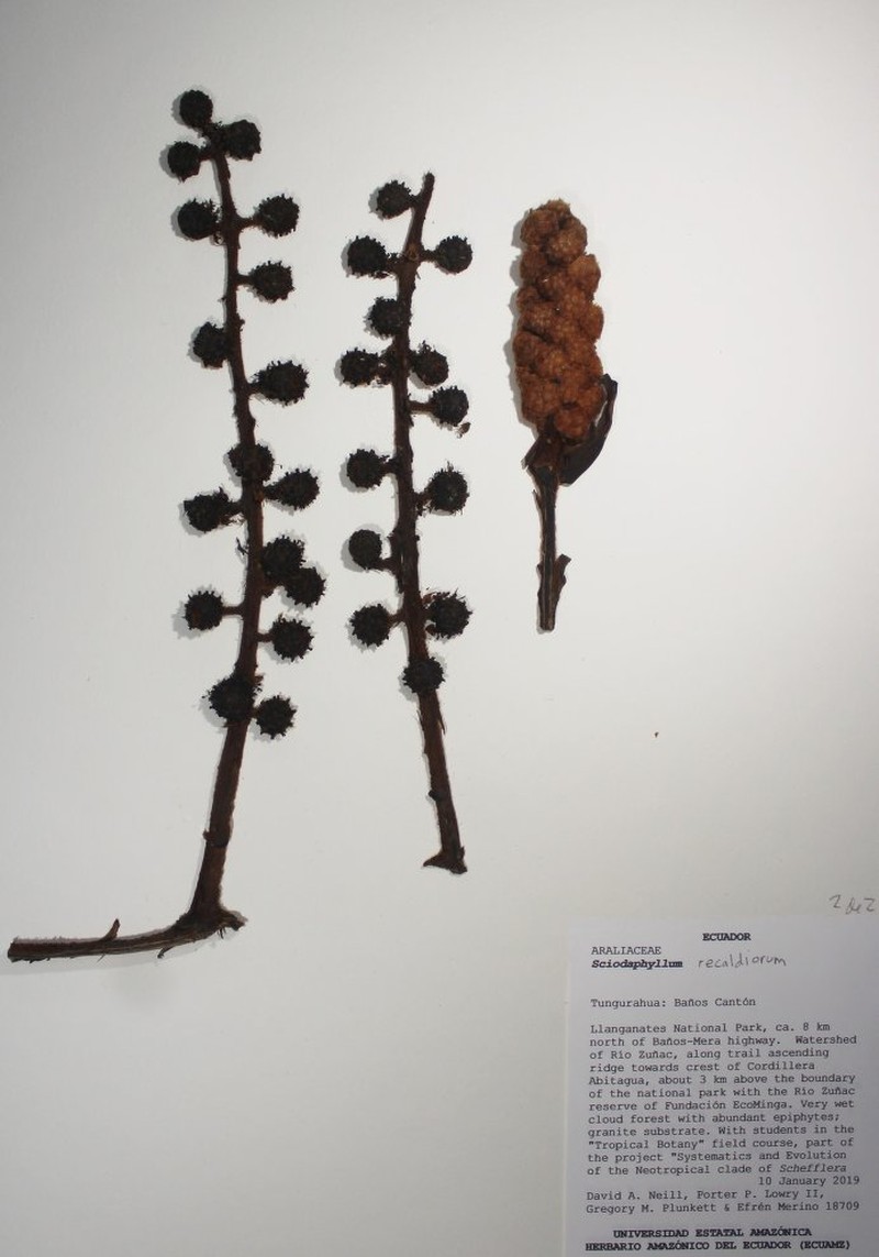 Sciodaphyllum recaldeorum photo 3