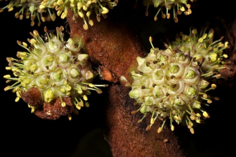 Sciodaphyllum recaldeorum photo 4