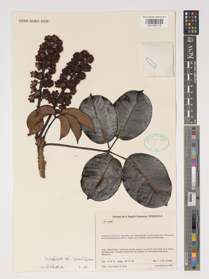 Sciodaphyllum reticulatum