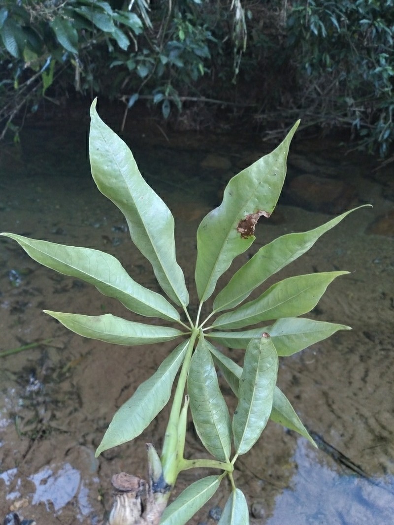 Sciodaphyllum rivas-martinezii photo 2