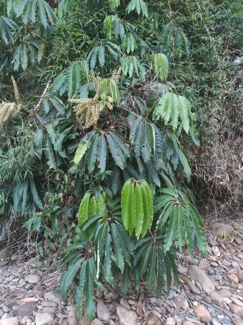 Sciodaphyllum rivas-martinezii photo 3