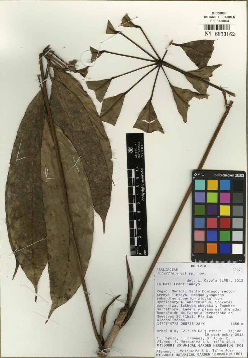 Sciodaphyllum rivas-martinezii photo 7