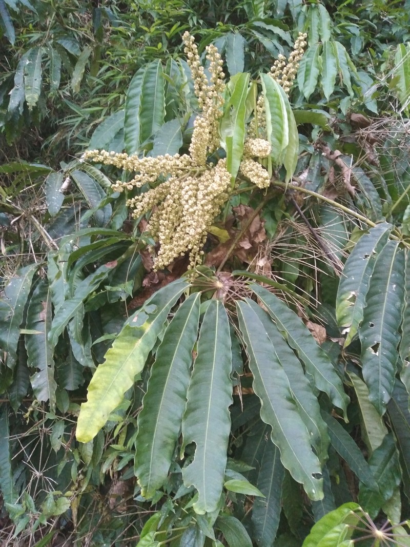 Sciodaphyllum rivas-martinezii
