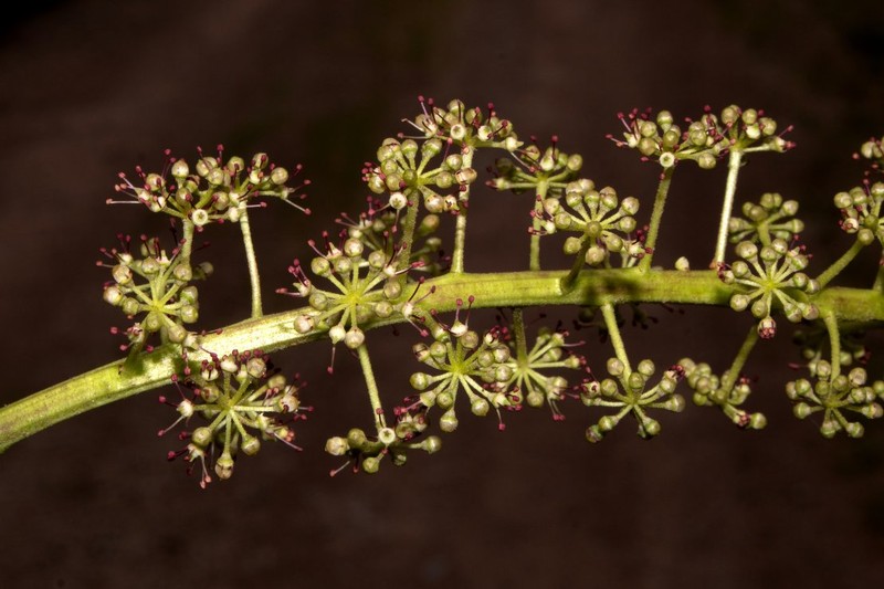 Sciodaphyllum rodolfoi