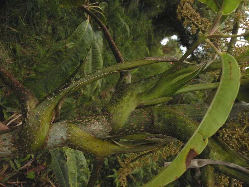 Sciodaphyllum rodolfoi photo 2