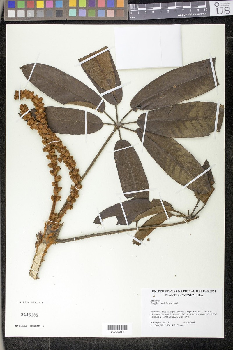 Sciodaphyllum rubiginosum