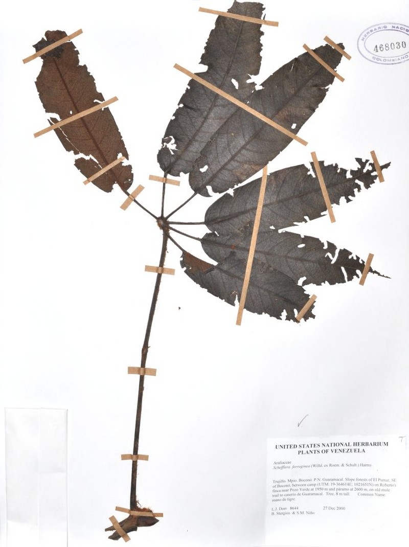 Sciodaphyllum rubiginosum photo 2