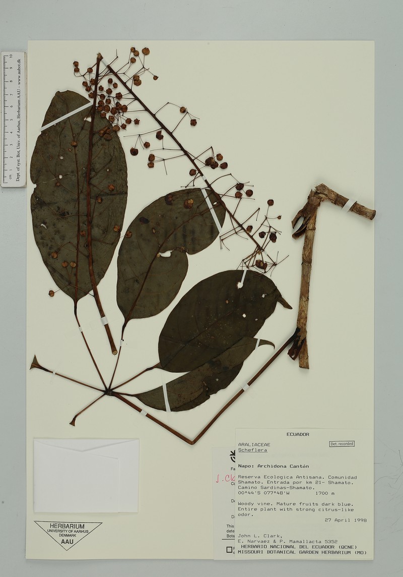 Sciodaphyllum sachamatense