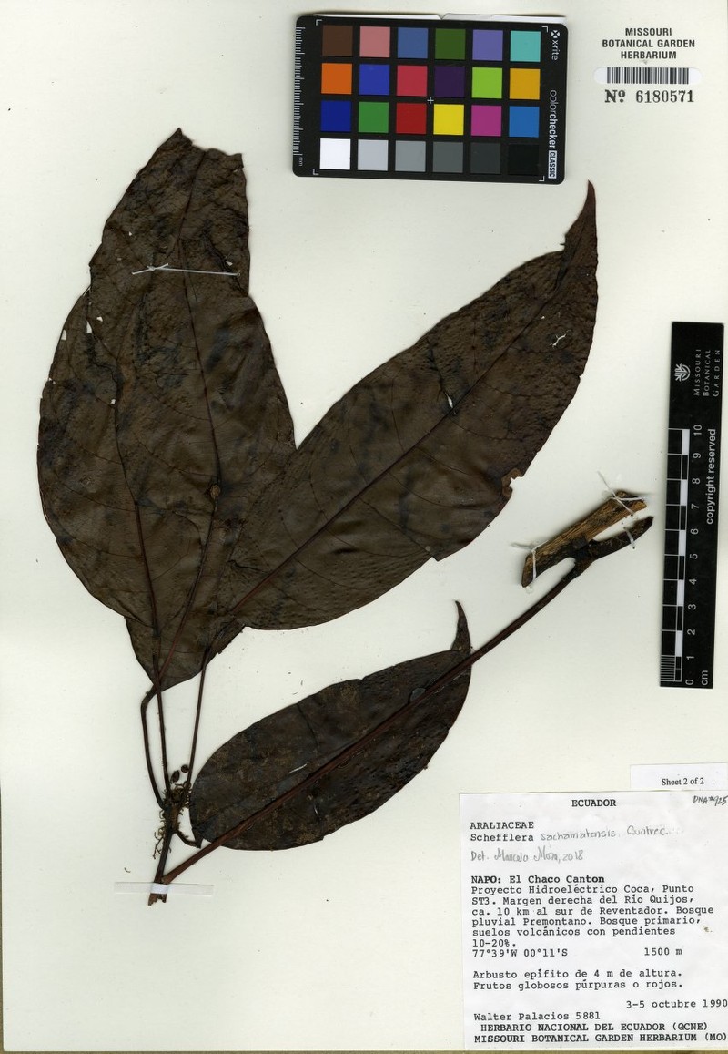 Sciodaphyllum sachamatense photo 3