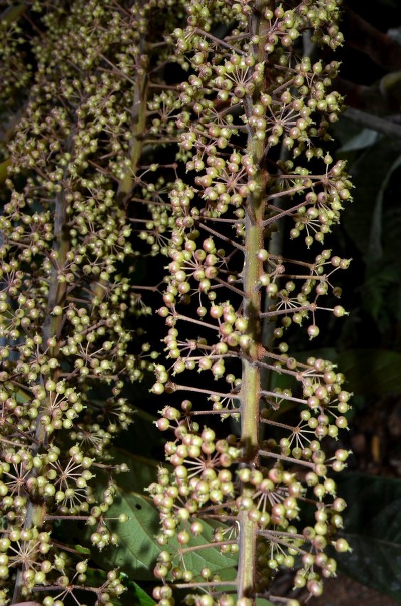 Sciodaphyllum sandianum