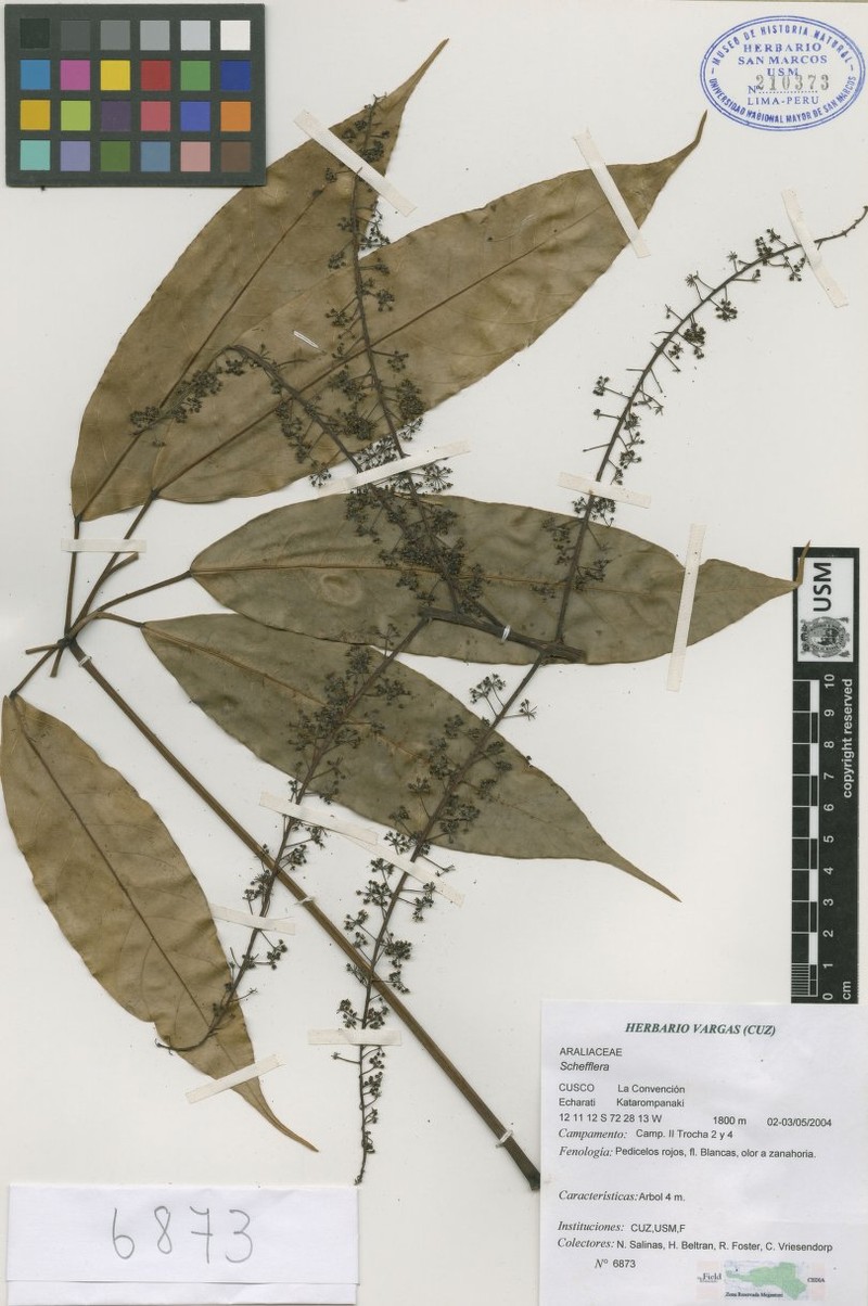Sciodaphyllum sandianum photo 2