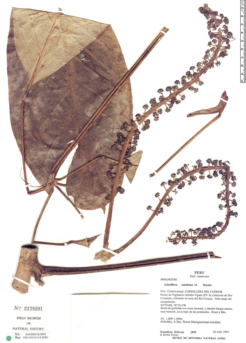 Sciodaphyllum sandianum photo 3