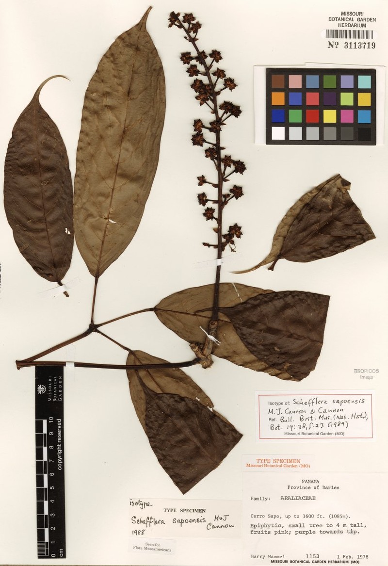 Sciodaphyllum sapoense