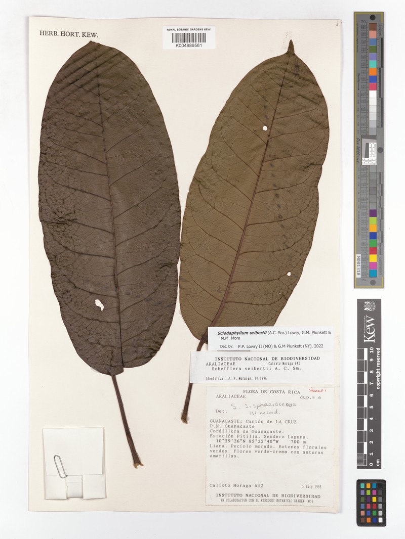 Sciodaphyllum seibertii