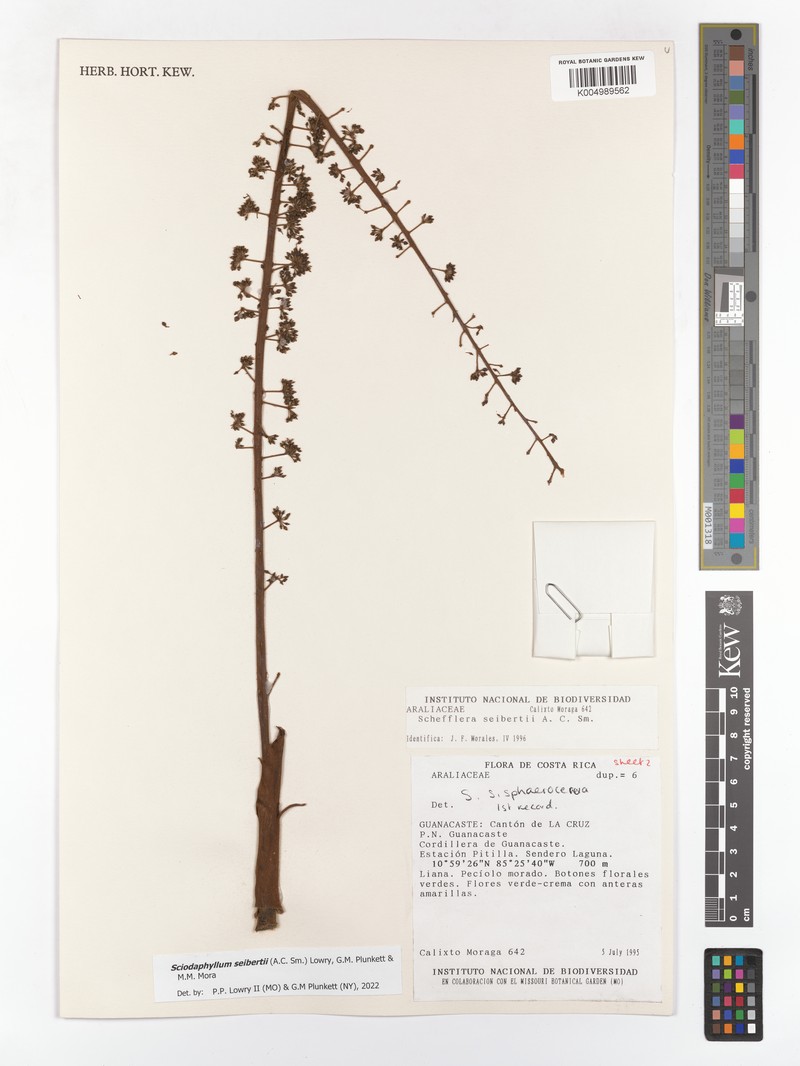Sciodaphyllum seibertii photo 2