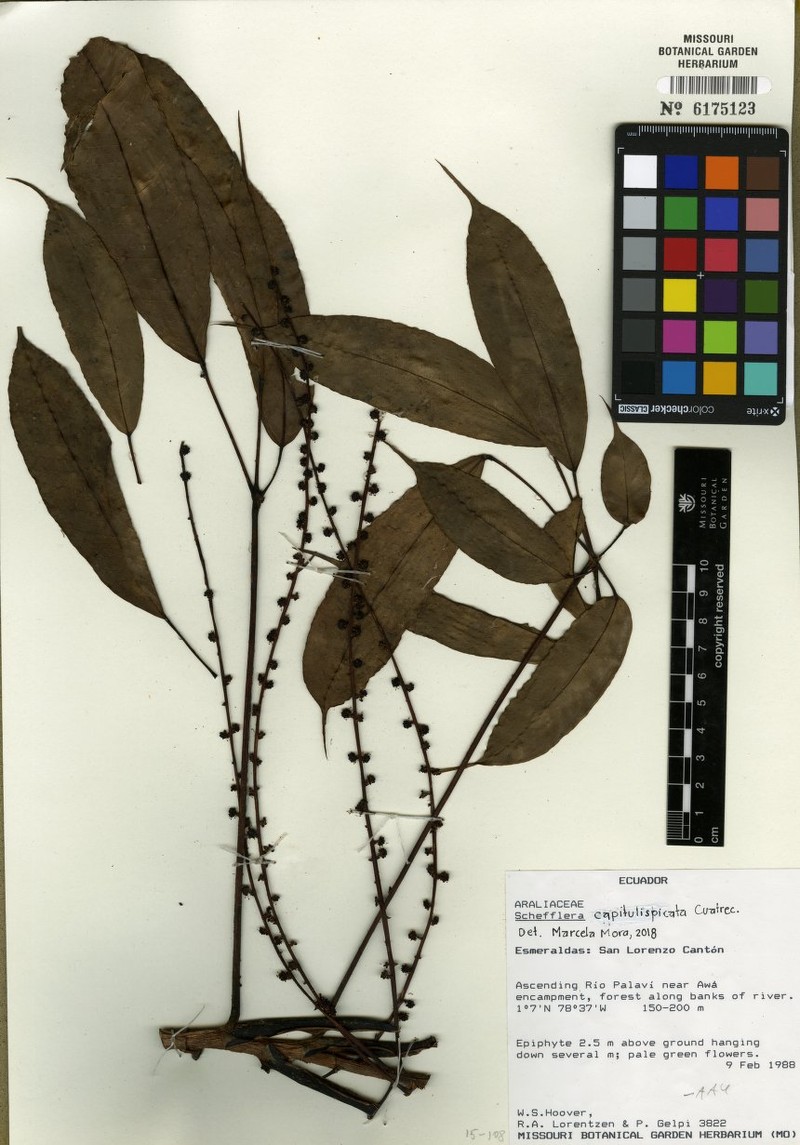 Sciodaphyllum silvaticum