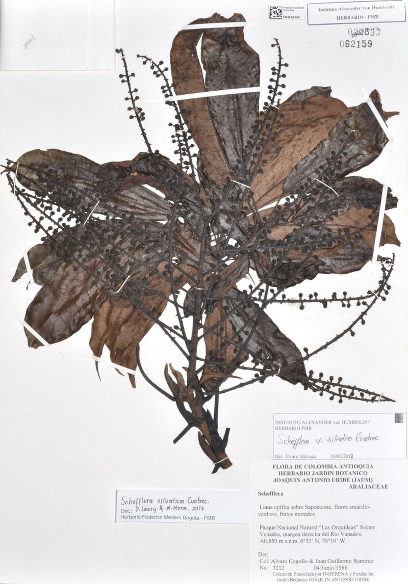 Sciodaphyllum silvaticum photo 2