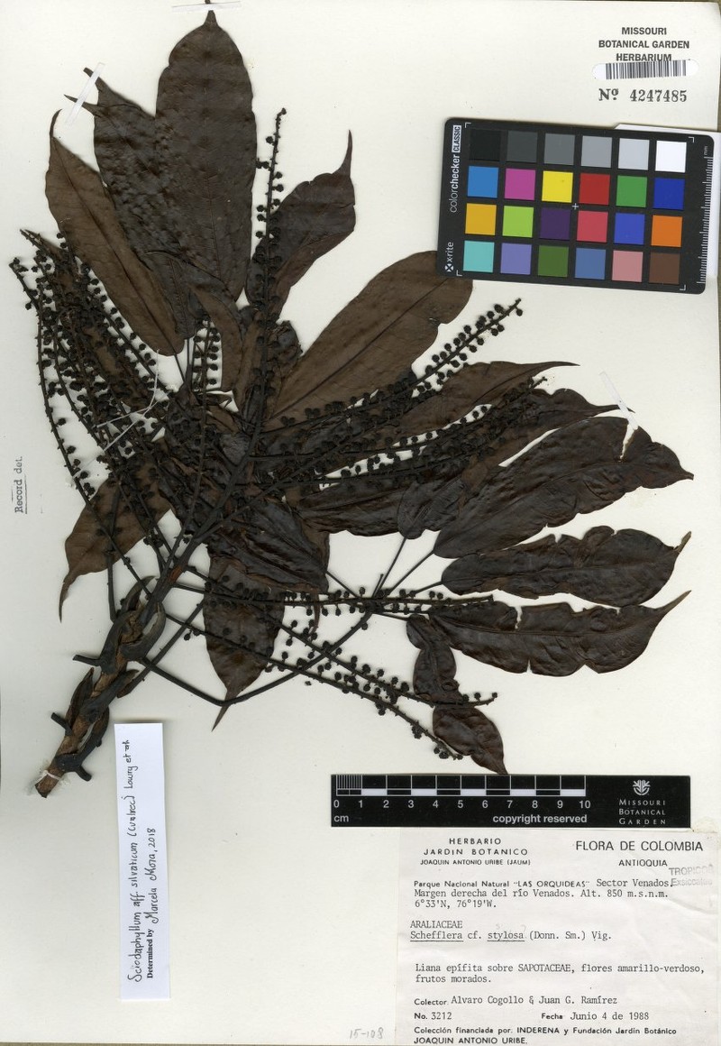 Sciodaphyllum silvaticum photo 3