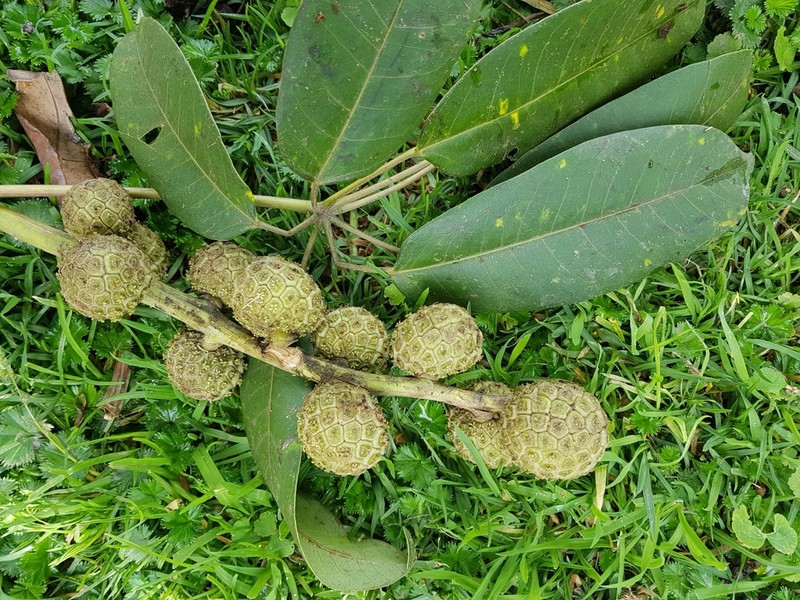 Sciodaphyllum sodiroi photo 2
