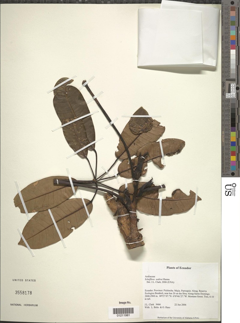 Sciodaphyllum sodiroi photo 5
