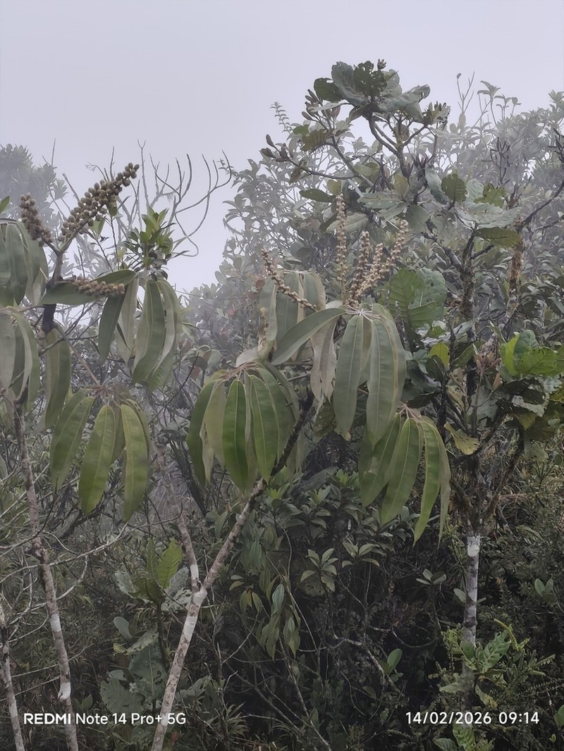 Sciodaphyllum sonsonense