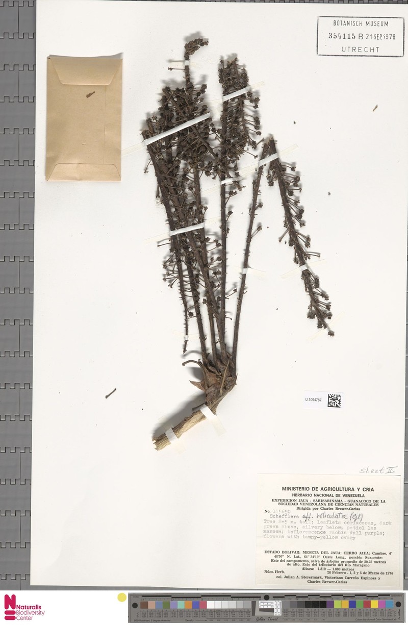 Sciodaphyllum steyermarkii