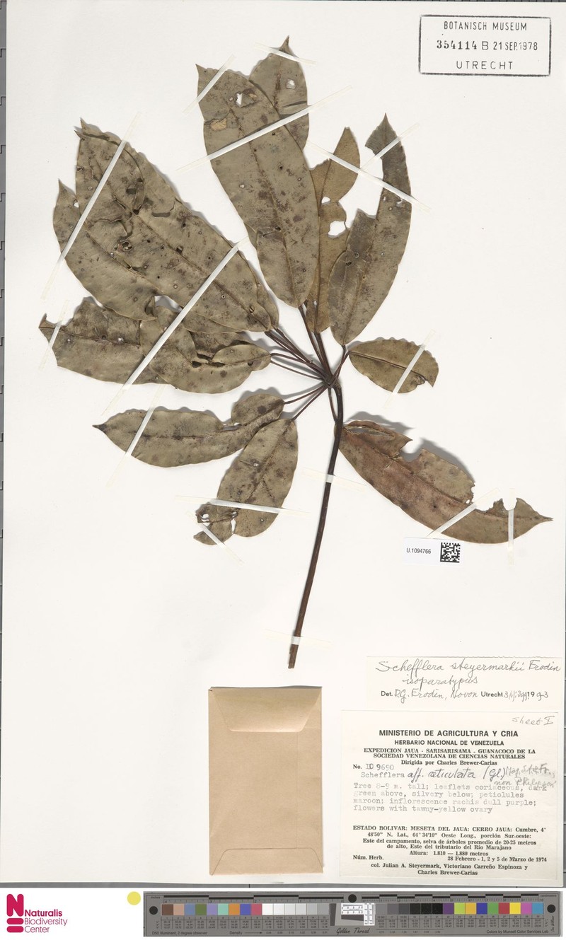 Sciodaphyllum steyermarkii photo 2