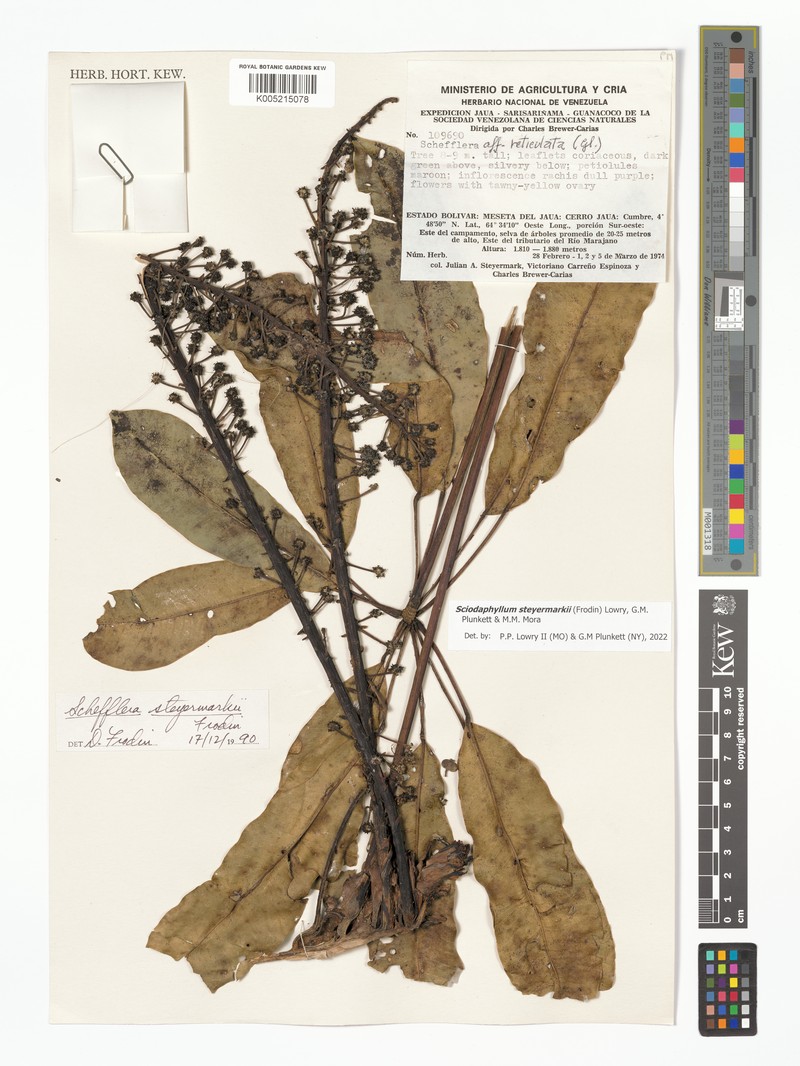Sciodaphyllum steyermarkii photo 3