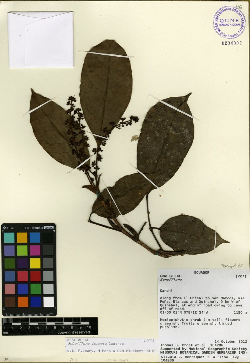 Sciodaphyllum ternatum