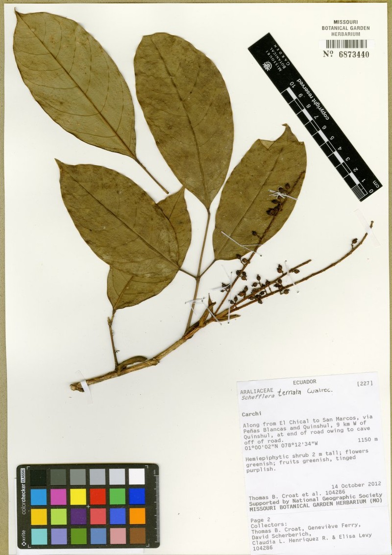 Sciodaphyllum ternatum photo 2