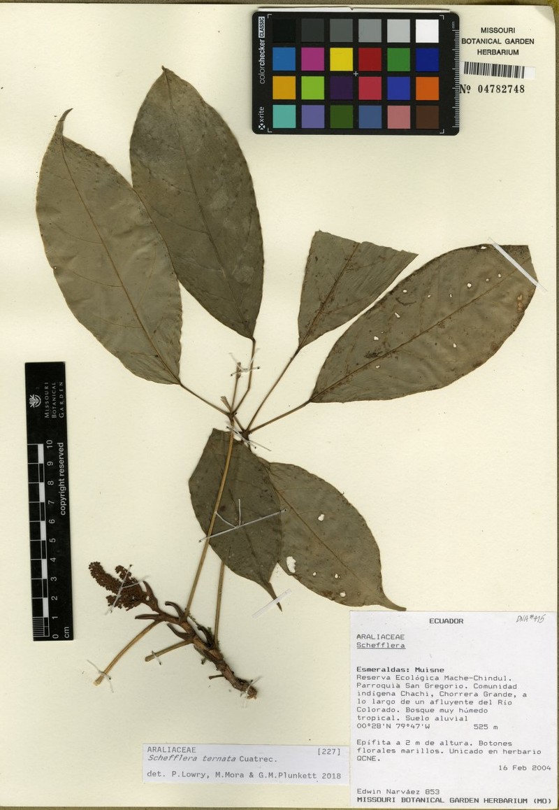 Sciodaphyllum ternatum photo 3