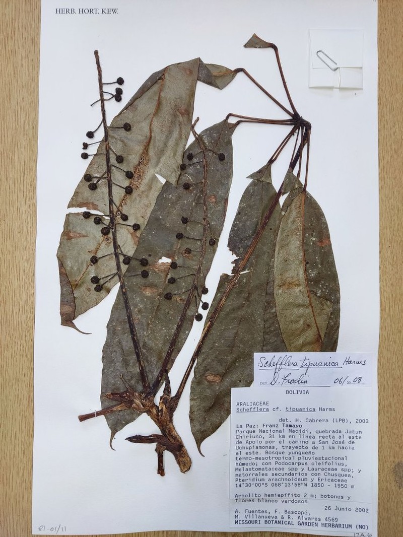 Sciodaphyllum tipuanicum