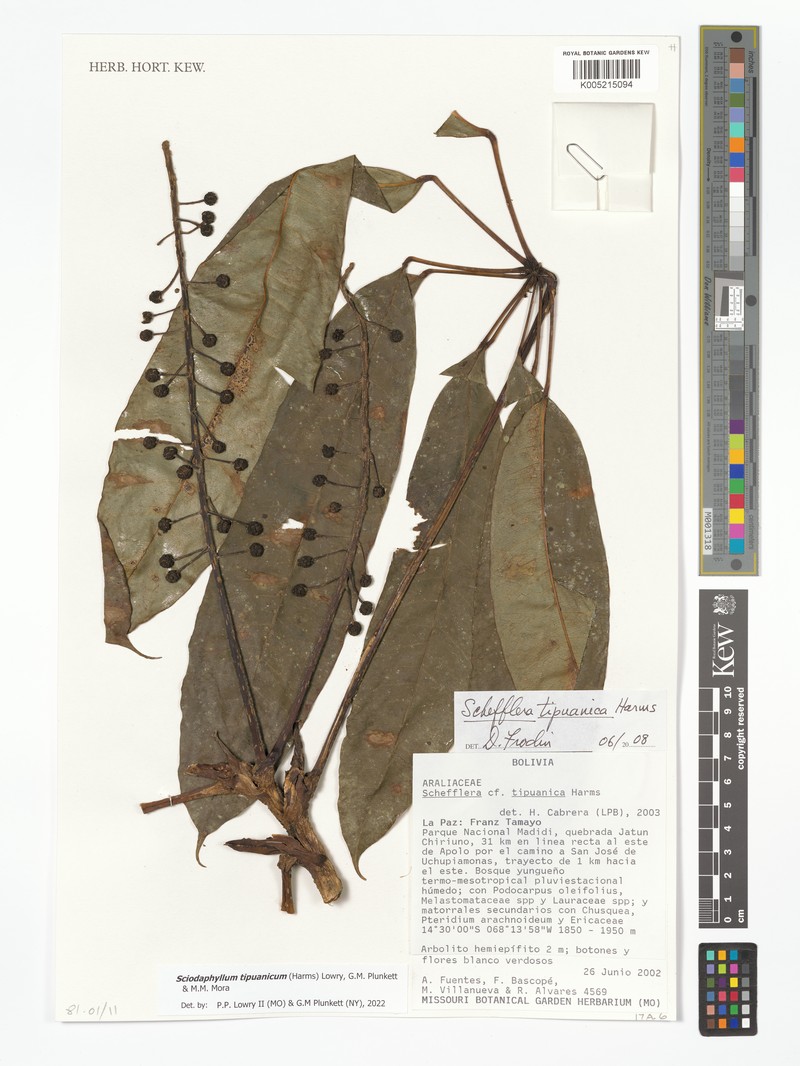 Sciodaphyllum tipuanicum photo 2