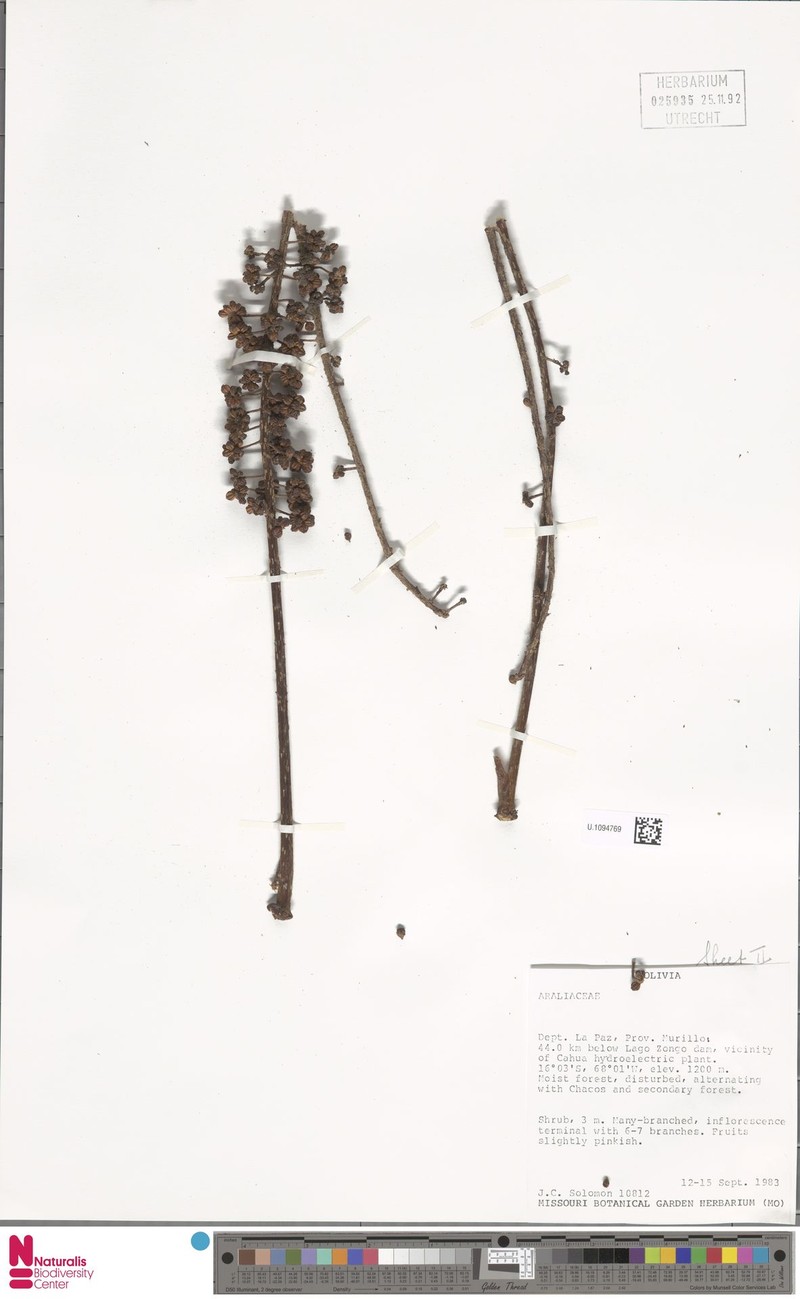 Sciodaphyllum tipuanicum photo 3