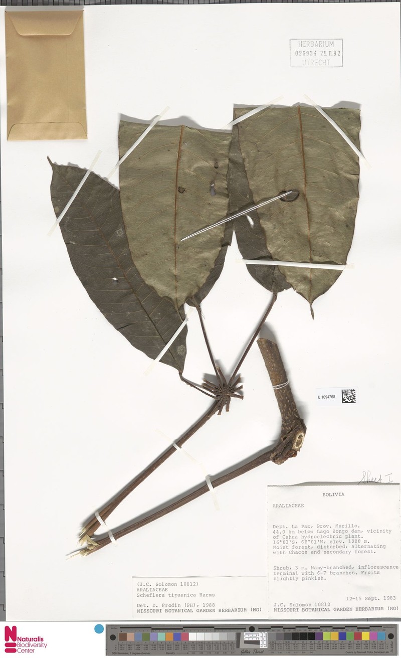 Sciodaphyllum tipuanicum photo 4