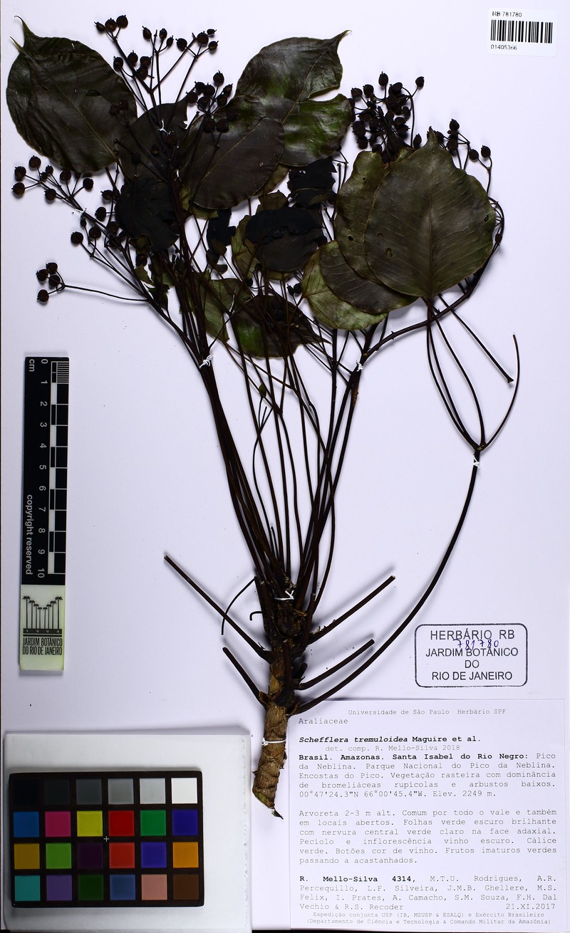 Sciodaphyllum tremuloideum