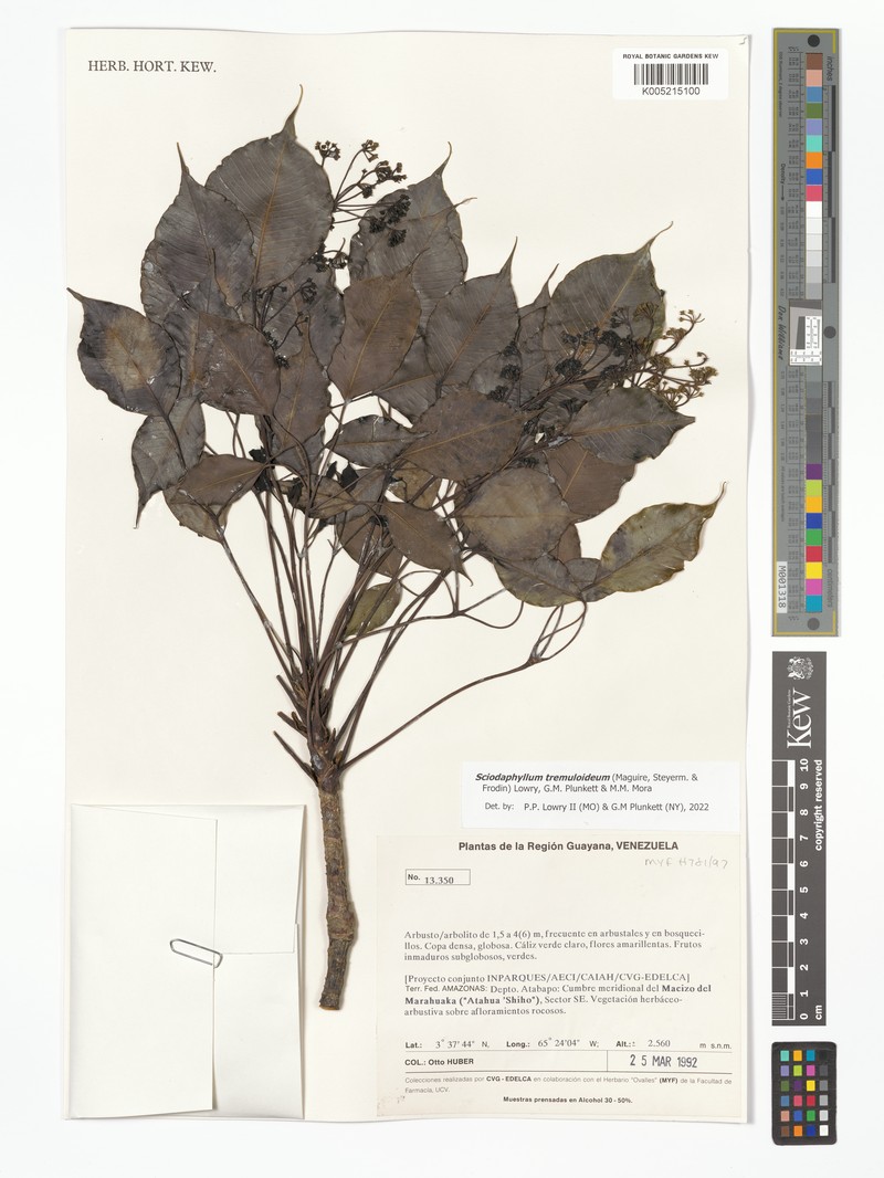 Sciodaphyllum tremuloideum photo 2