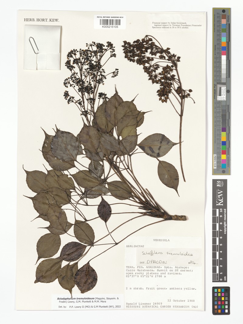 Sciodaphyllum tremuloideum photo 3
