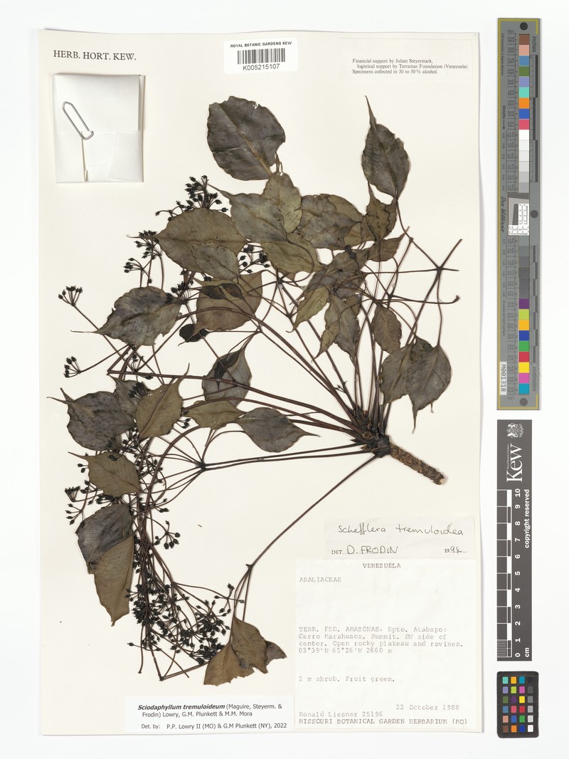 Sciodaphyllum tremuloideum photo 4