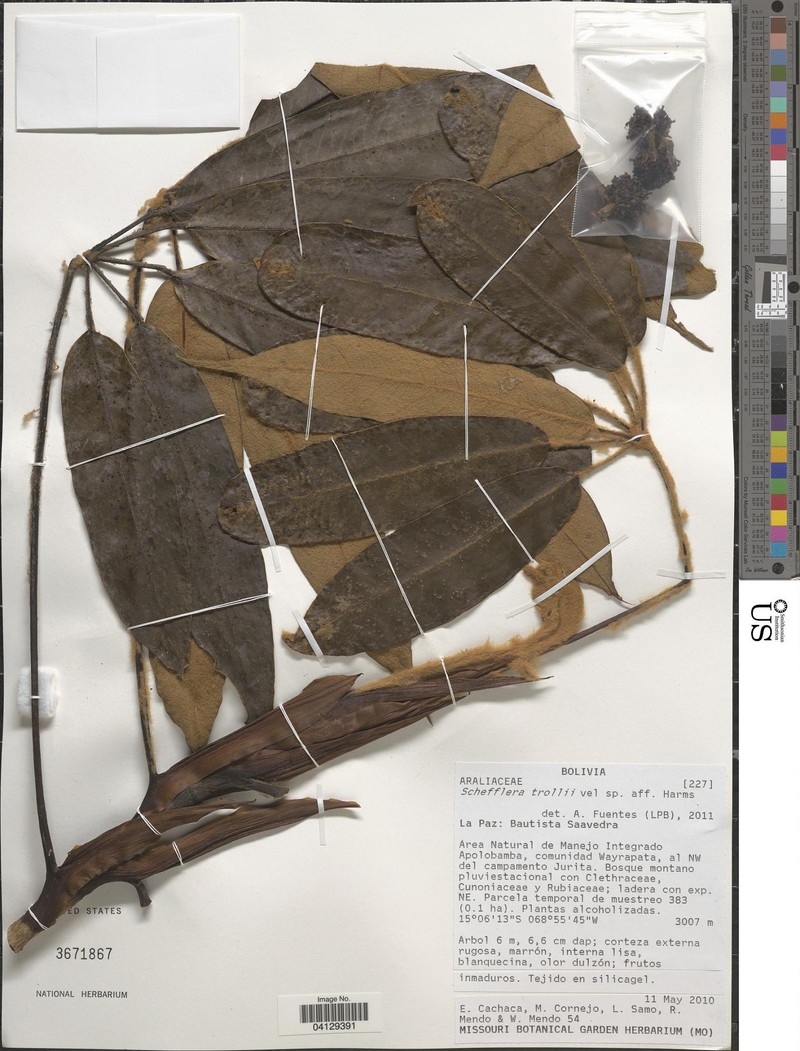 Sciodaphyllum trollii