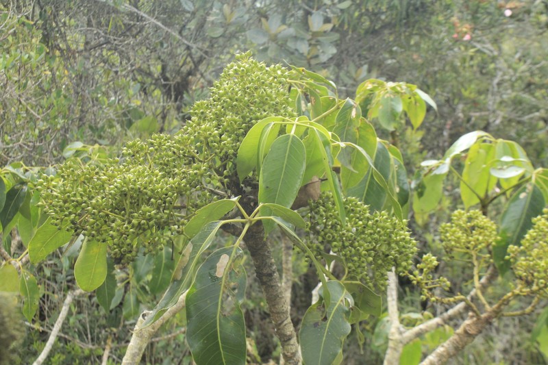 Sciodaphyllum undulatum photo 2