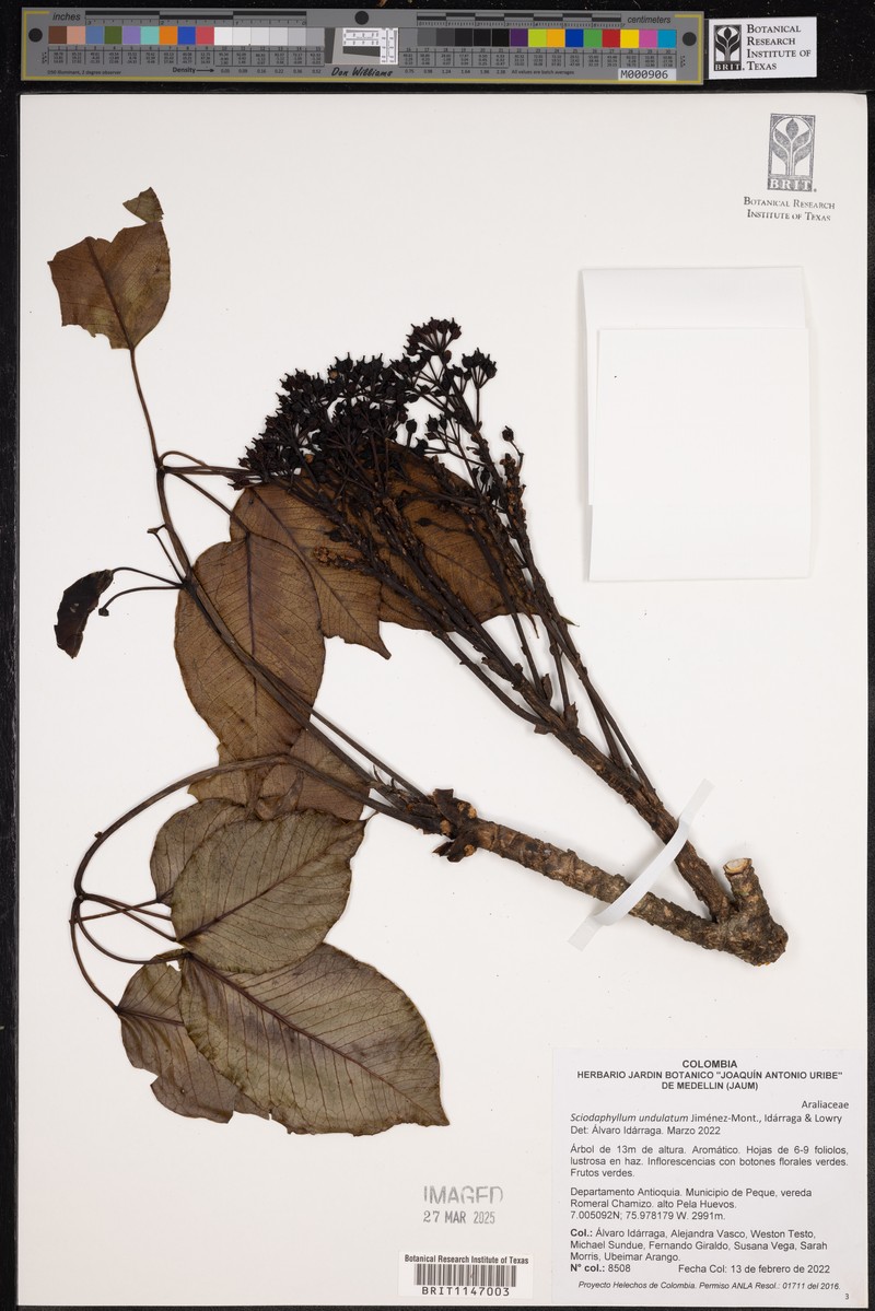Sciodaphyllum undulatum photo 3