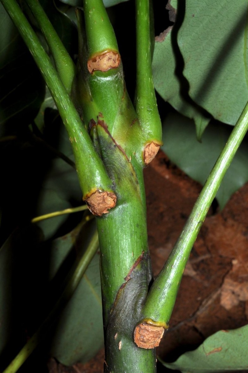 Sciodaphyllum undulatum photo 4