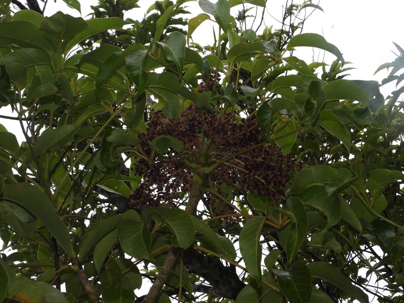 Sciodaphyllum urbanianum photo 3