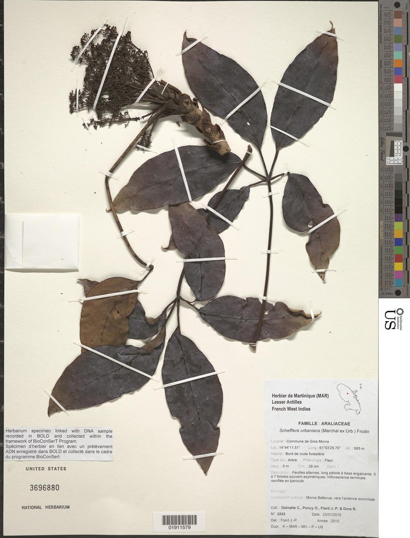 Sciodaphyllum urbanianum photo 5