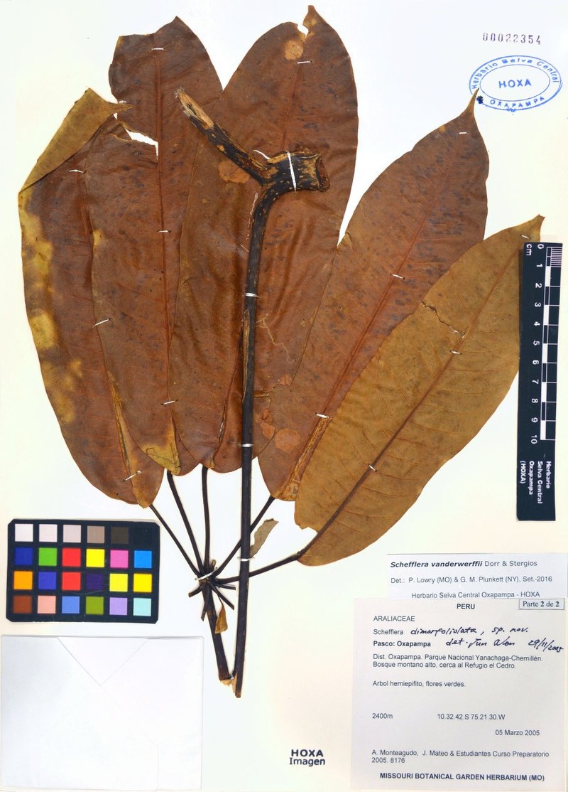 Sciodaphyllum vanderwerffii